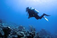 Learn To Scuba Dive 202//135